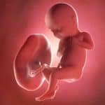 Le placenta : que se passe-t-il après l’accouchement ?